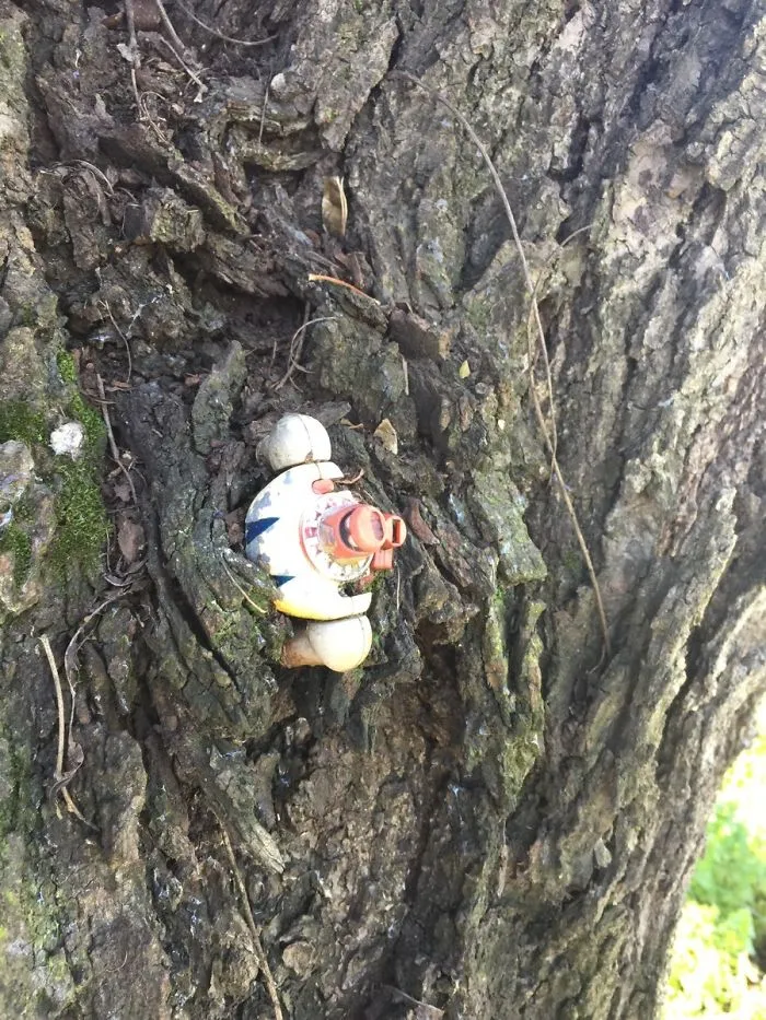 De niño dejé un juguete en un árbol de casa de mis abuelos, parece que el árbol ha crecido a su alrededor