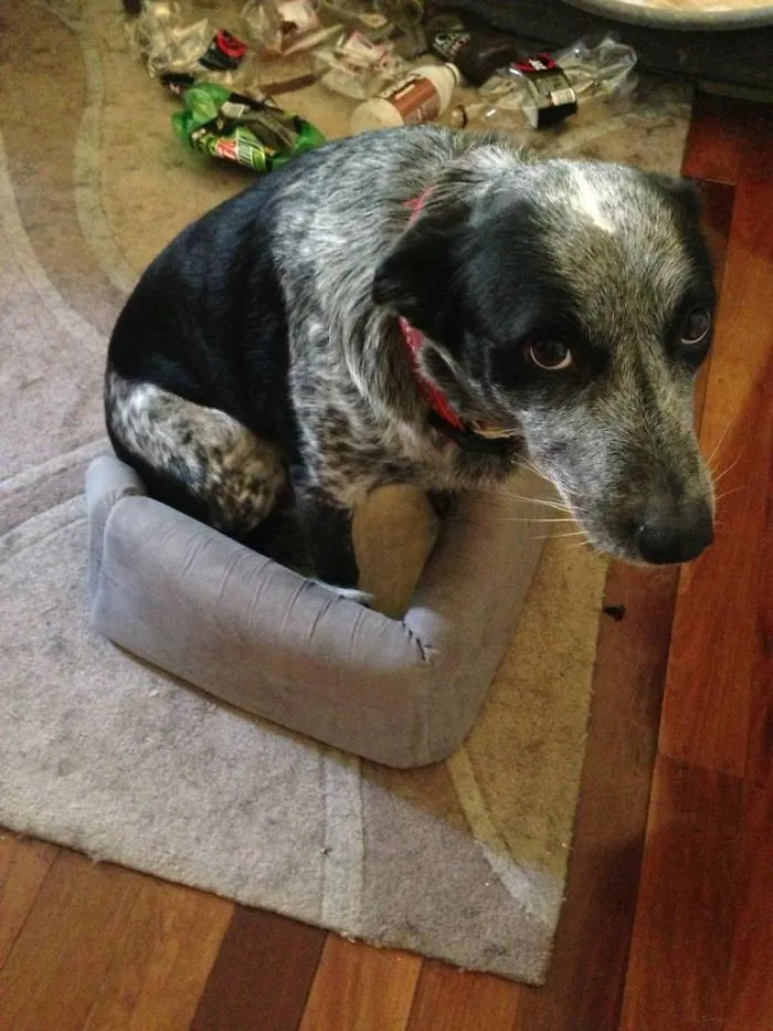 La cama era para el gato, pero el perro ha decidido quedársela