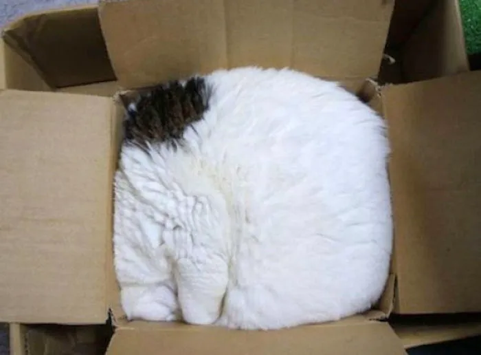 Gato.rar
