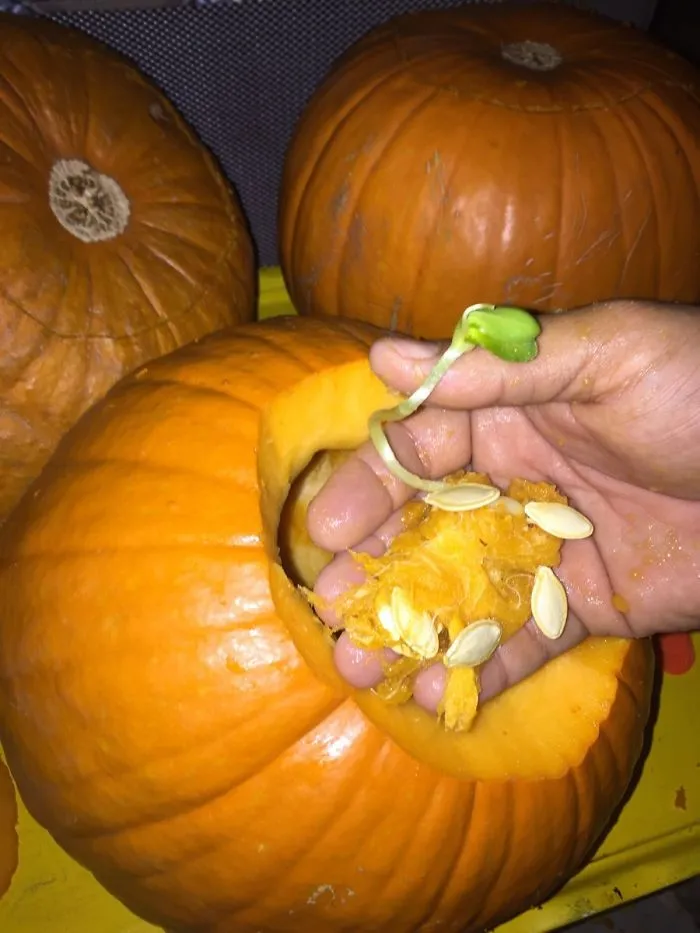 Found A Pumpkin Sprouting Inside My Pumpkin