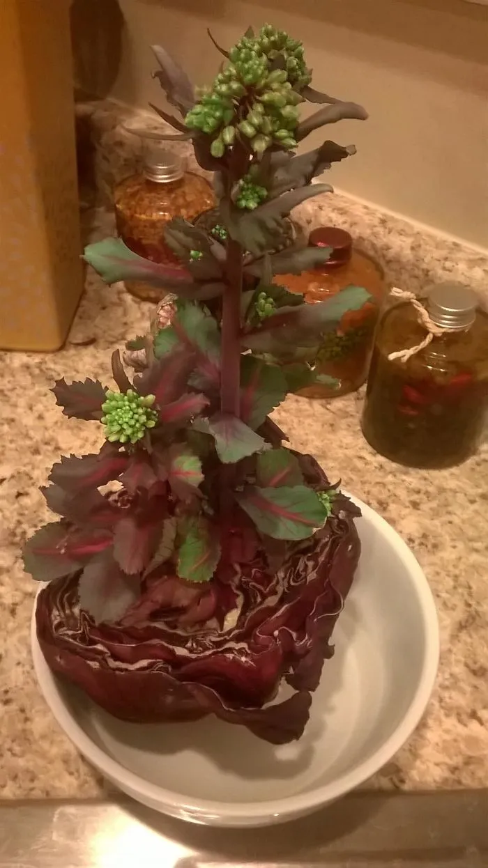 Here's What Happens When You Leave Half A Cabbage In The Fridge Too Long.