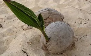 18 Terrifying Pics Show What Happens When Fruits And Veggies Start Sprouting Early