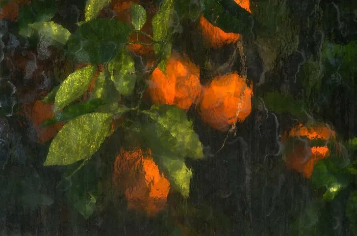 Naranjas fotografiadas a través de los paneles de cristal del invernadero