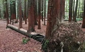 84 Badass Trees That Refuse To Die No Matter What
