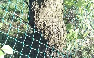 84 Badass Trees That Refuse To Die No Matter What