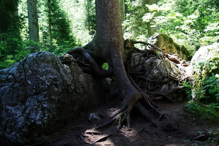 Nature Is Strange
