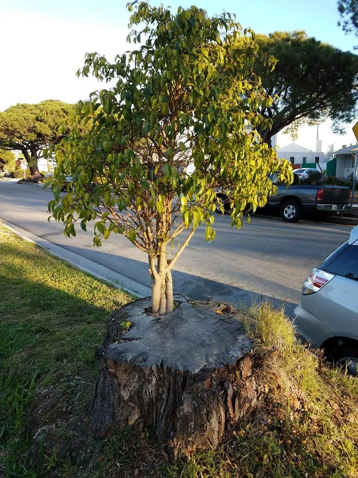 Este árbol crece de otro árbol