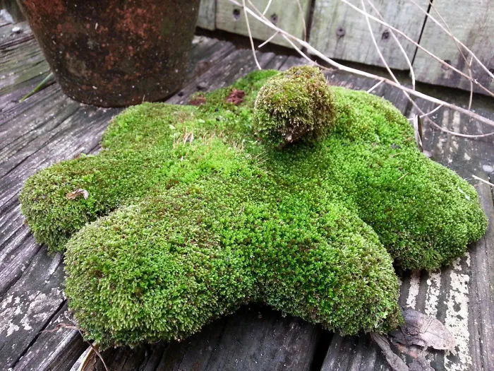 My Dog Passed Away Two Years Ago. He Hid His Favorite Toy Before He Went And I Couldn't Find It Anywhere. Found It This Morning And It Has Turned Into A Beautiful Memorial. Big Manly Tears Were Shed