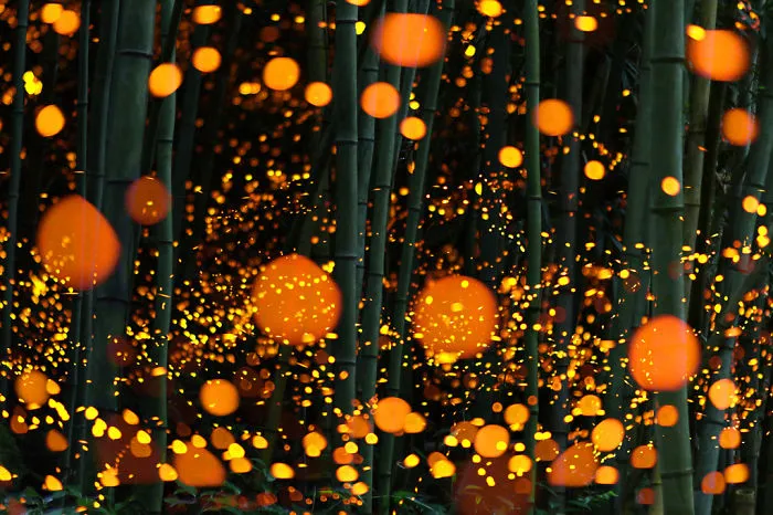 Long Exposure Of Fireflies In A Forest, Japan