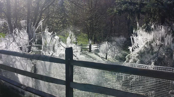 Neighbors Left Their Sprinklers On Overnight. It Dipped Below Freezing. Now They Have A Narnia Yard