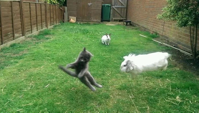 El vecino tiene un gatito nuevo. Nosotros tenemos conejos