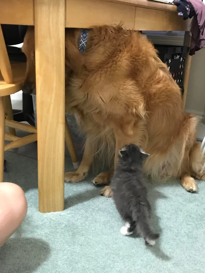 My 85 Lb Dog Is Scared Of My Sister's 1.5 Lb Foster Kitten