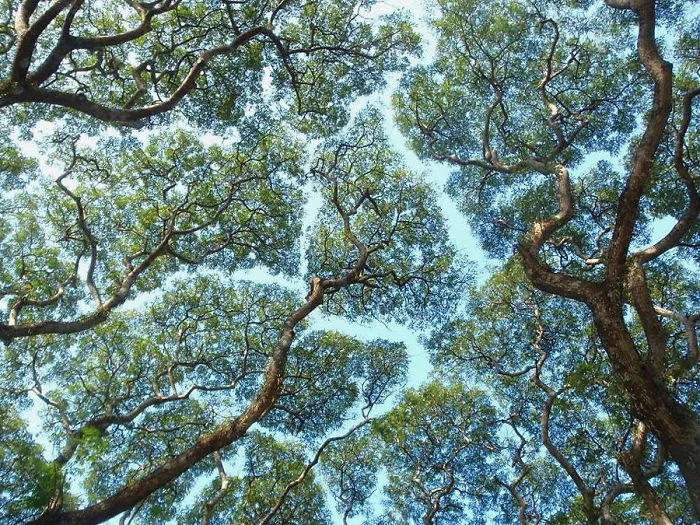 27 Amazing Examples Of “Crown Shyness”, A Phenomenon Where Trees Avoid Touching