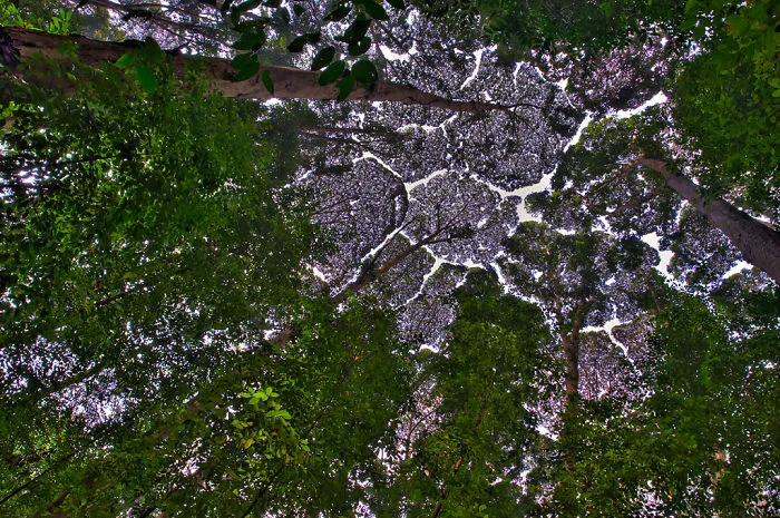 27 Amazing Examples Of “Crown Shyness”, A Phenomenon Where Trees Avoid Touching