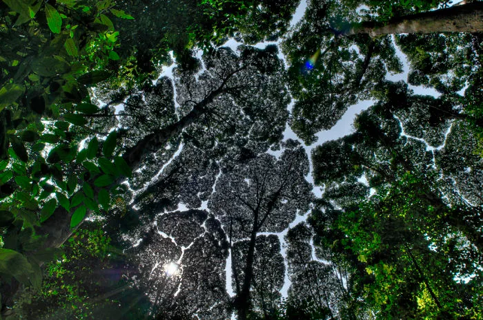 10+ Increíbles ejemplos de "timidez entre árboles", un fenómeno botánico en el que los árboles evitan tocarse