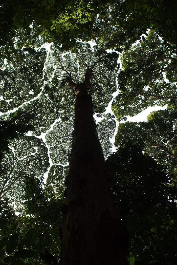 27 Amazing Examples Of “Crown Shyness”, A Phenomenon Where Trees Avoid Touching