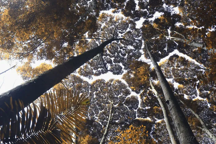27 Amazing Examples Of “Crown Shyness”, A Phenomenon Where Trees Avoid Touching