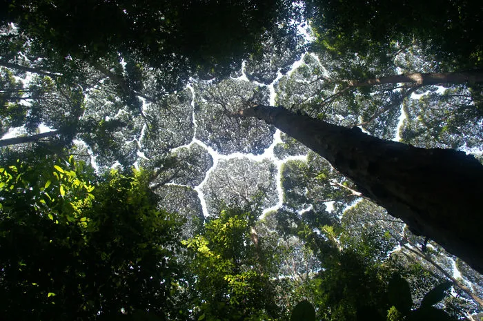 27 Amazing Examples Of “Crown Shyness”, A Phenomenon Where Trees Avoid Touching