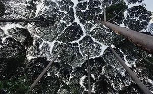 27 Amazing Examples Of “Crown Shyness”, A Phenomenon Where Trees Avoid Touching
