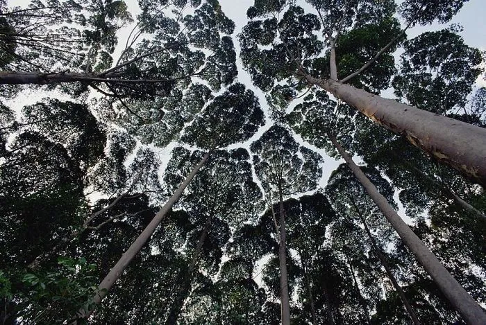 27 Amazing Examples Of “Crown Shyness”, A Phenomenon Where Trees Avoid Touching