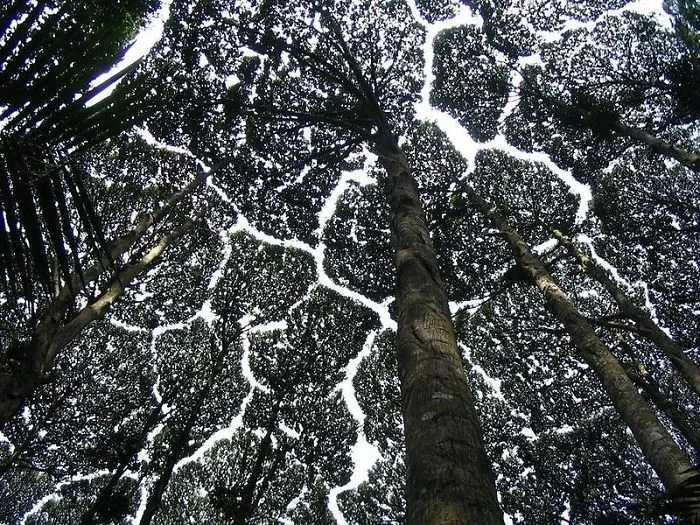 10+ Increíbles ejemplos de "timidez entre árboles", un fenómeno botánico en el que los árboles evitan tocarse