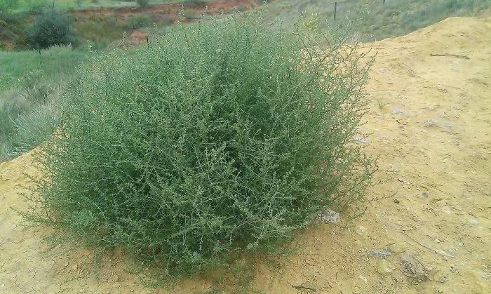 This Is What A Tumbleweed Looks Like Before It Dies And Roams The Land