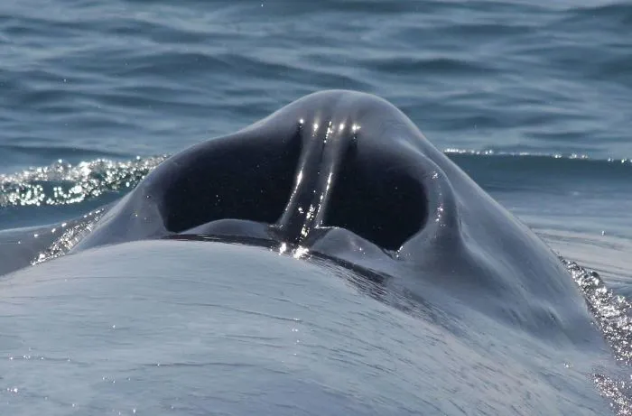 Así es el espiráculo de una ballena azul