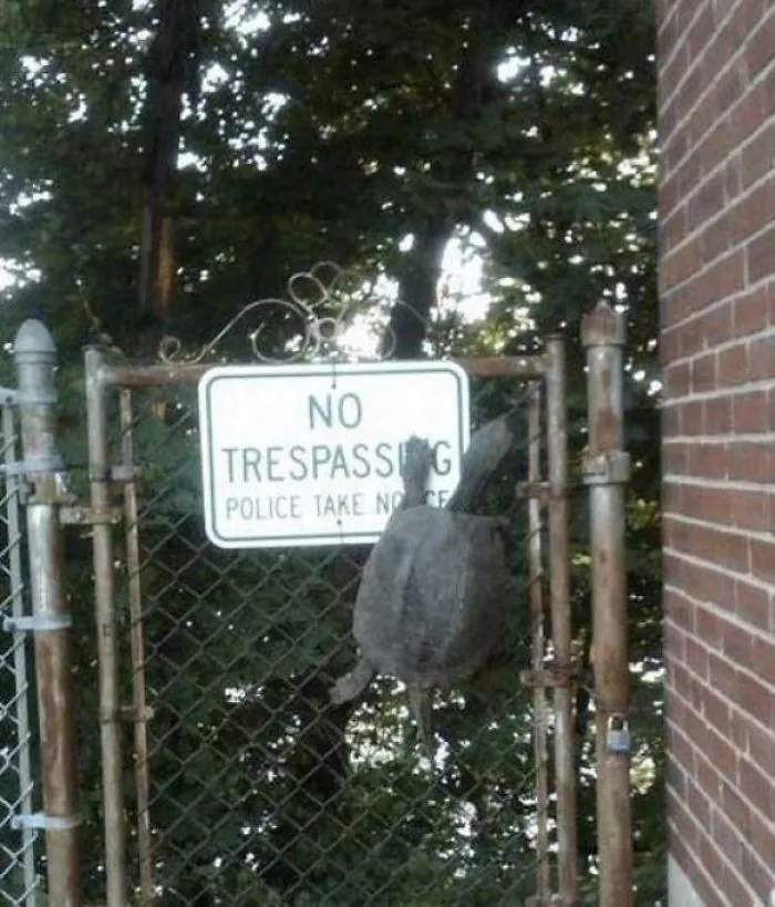 A True Rebel