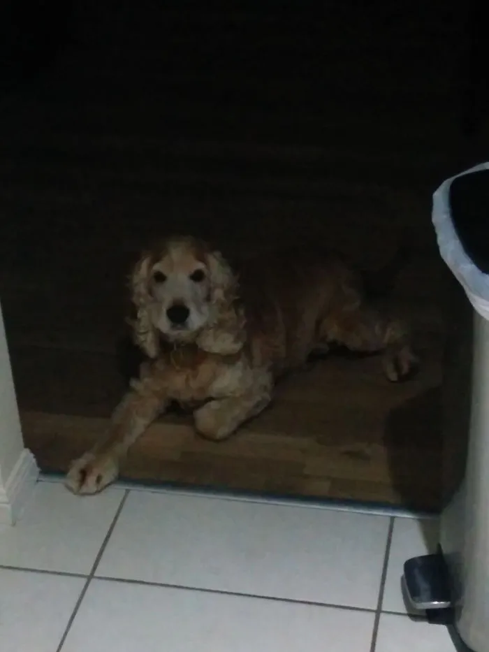 My Dogs Are Not Allowed In The Kitchen When I Cook. The Kitchen Starts At The White Tiles