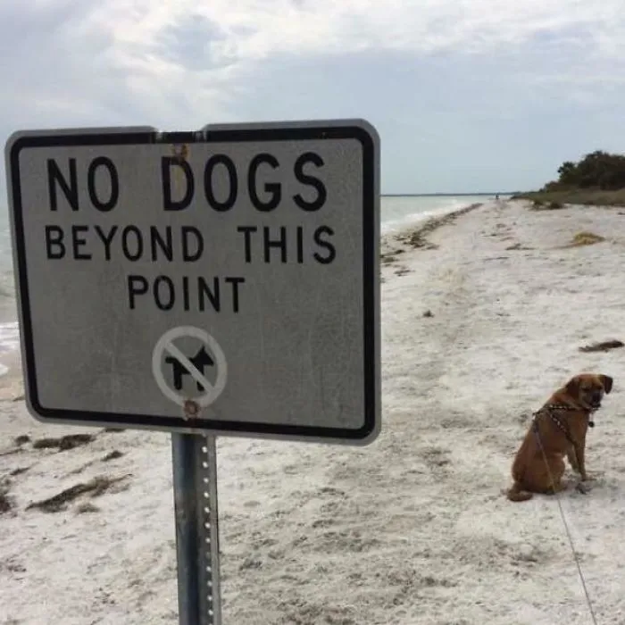 He Got Triple Dog Dared