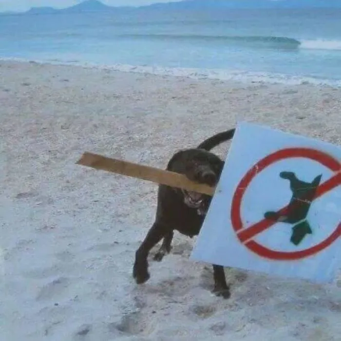 Este Perro Lo Entiende