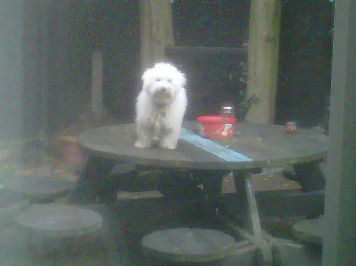 Mandé Fuera A Mi Perro Como Castigo Por Subirse A La Mesa Del Comedor. Esta Fue Su Respuesta