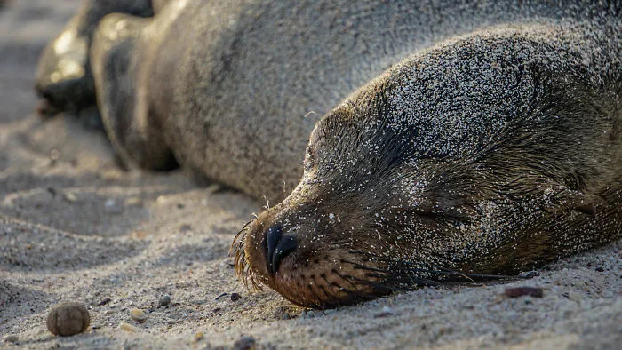 Sleepy Sea Lion