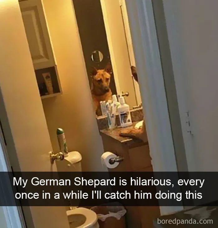 142 Hilarious Dog Snapchats That Are Impawsible Not To Laugh At (Part 3)