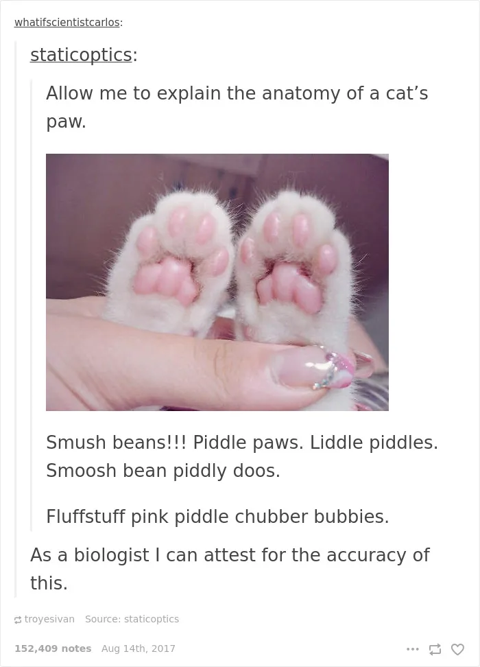 136 Cat Posts On Tumblr That Are Impossible Not To Laugh At