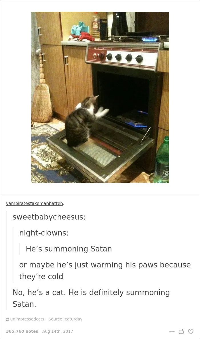 136 Cat Posts On Tumblr That Are Impossible Not To Laugh At
