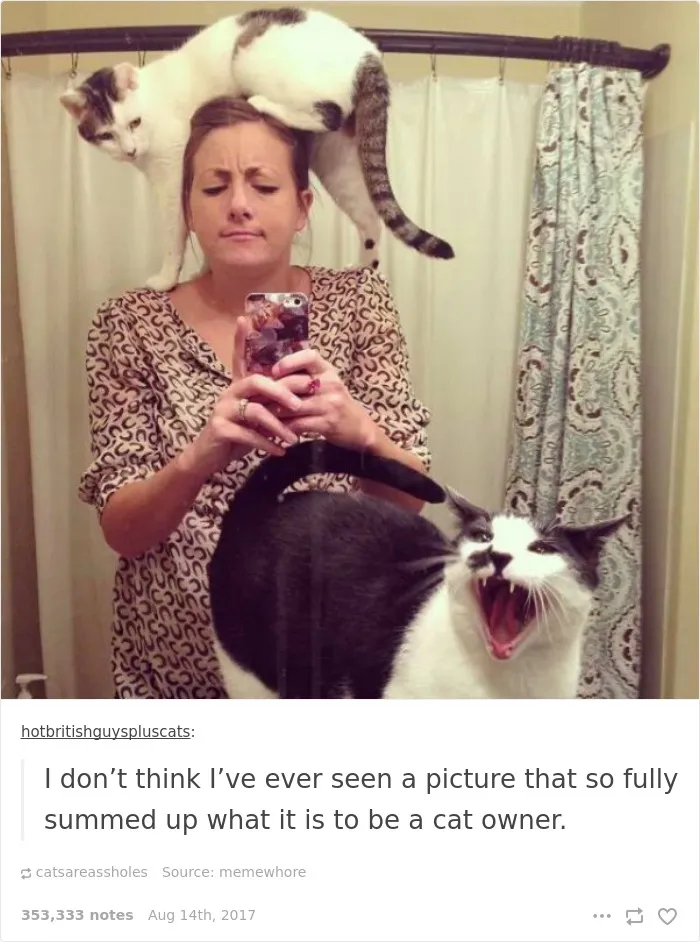 136 Cat Posts On Tumblr That Are Impossible Not To Laugh At