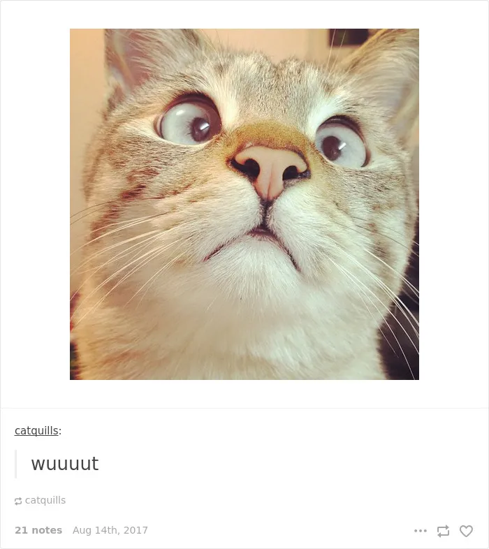 136 Cat Posts On Tumblr That Are Impossible Not To Laugh At