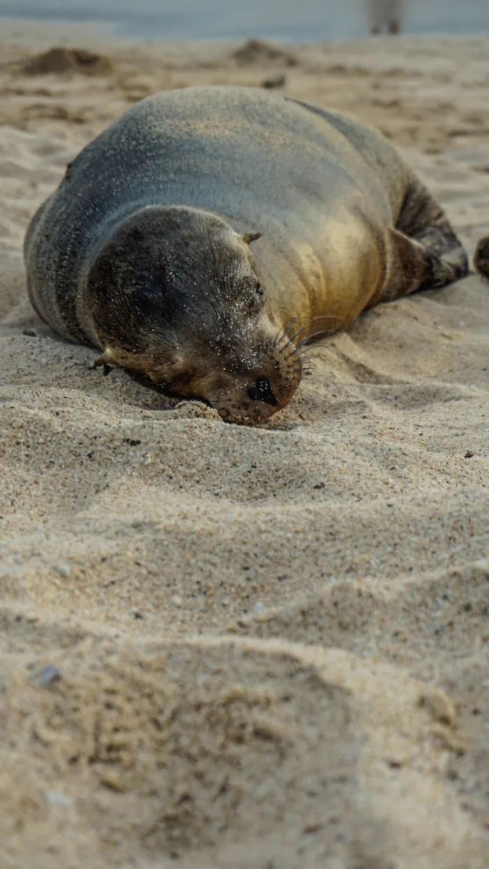 Sleepy Face