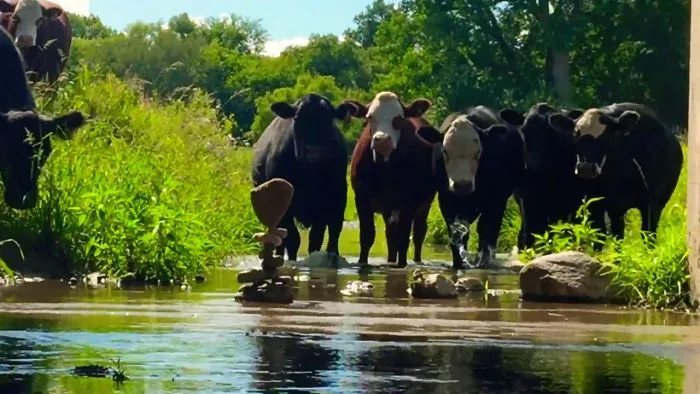 This Is A Stone Balance I Created, Only To Be Knocked Down By Curious Cows.