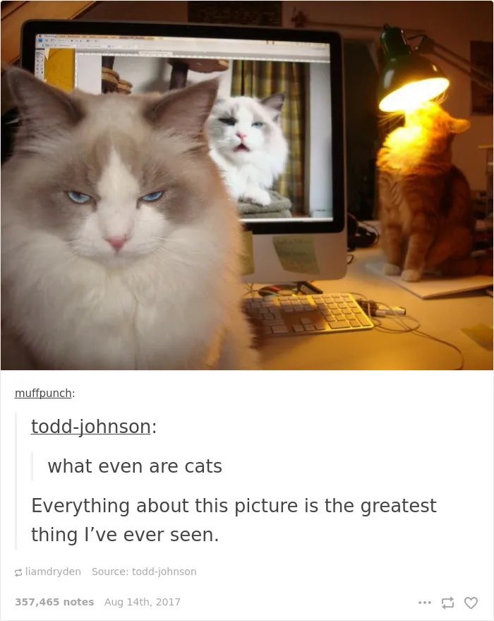 136 Cat Posts On Tumblr That Are Impossible Not To Laugh At