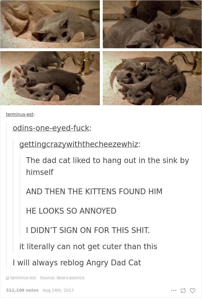 136 Cat Posts On Tumblr That Are Impossible Not To Laugh At