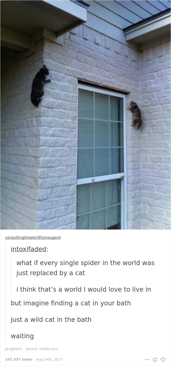 136 Cat Posts On Tumblr That Are Impossible Not To Laugh At