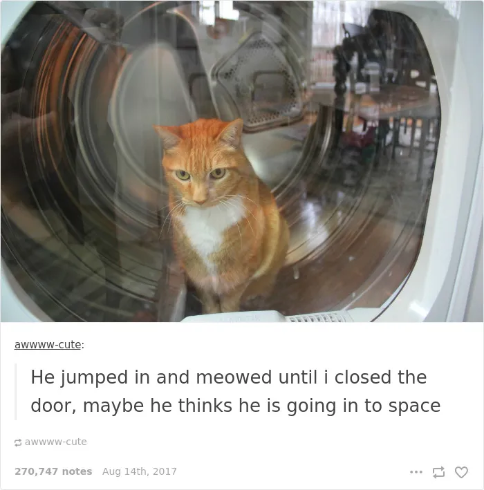 136 Cat Posts On Tumblr That Are Impossible Not To Laugh At