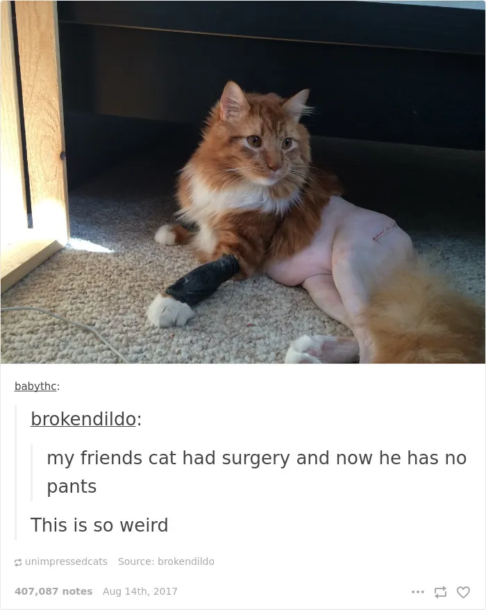 136 Cat Posts On Tumblr That Are Impossible Not To Laugh At