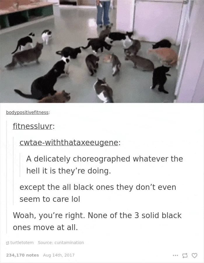 136 Cat Posts On Tumblr That Are Impossible Not To Laugh At