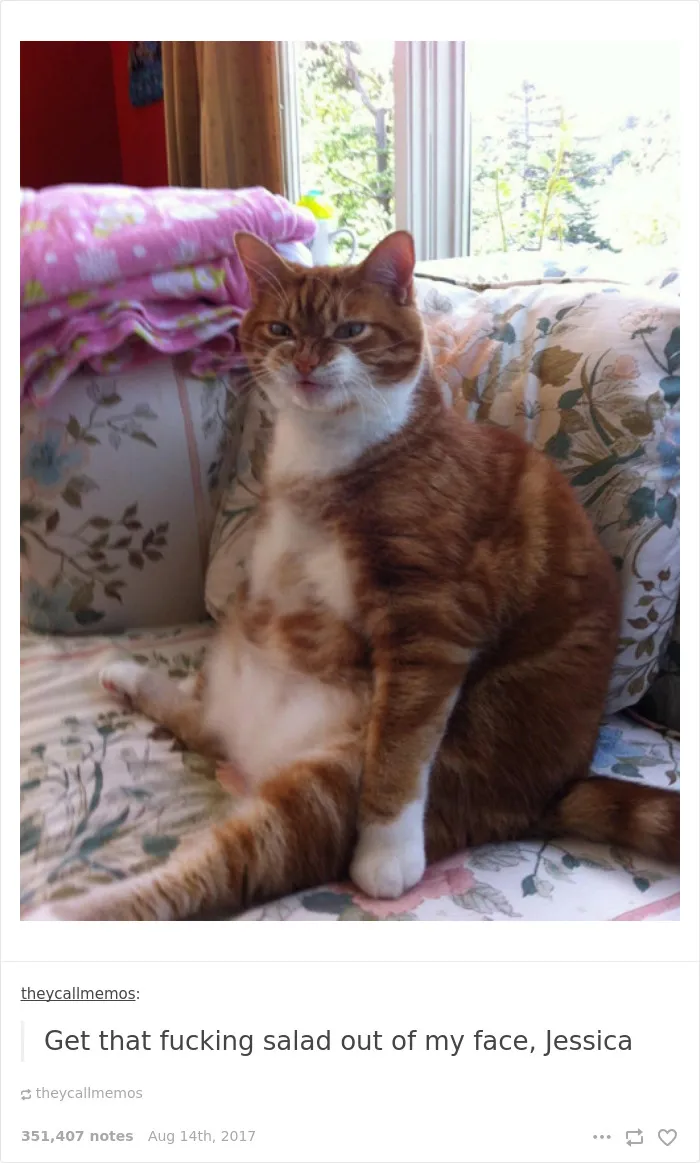 136 Cat Posts On Tumblr That Are Impossible Not To Laugh At