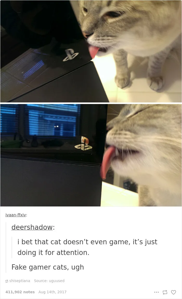 136 Cat Posts On Tumblr That Are Impossible Not To Laugh At