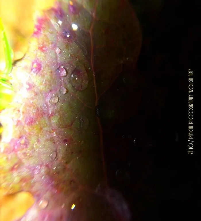 I Spend Hours Every Week Photographing This Small Beauties