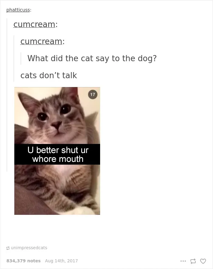 136 Cat Posts On Tumblr That Are Impossible Not To Laugh At